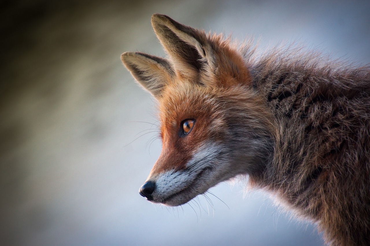 Wildlife Conservation and Ethical Hunting: Can They Coexist?